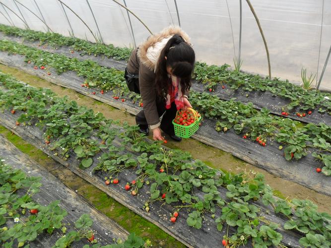 蚌埠哪里采摘草莓