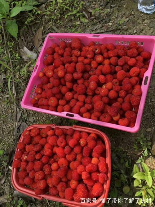 葫芦岛山上哪里有野生草莓