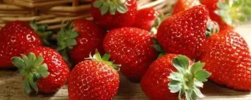 草莓高温可以放多久