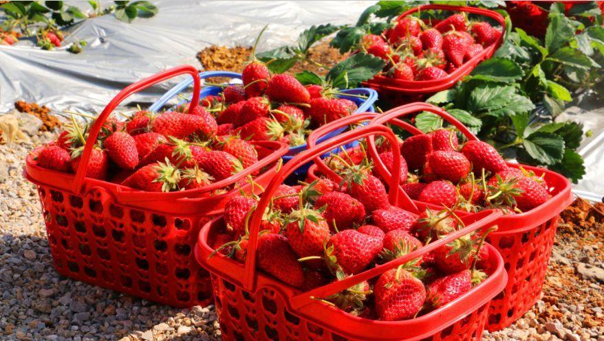 蒙自草莓多少一斤